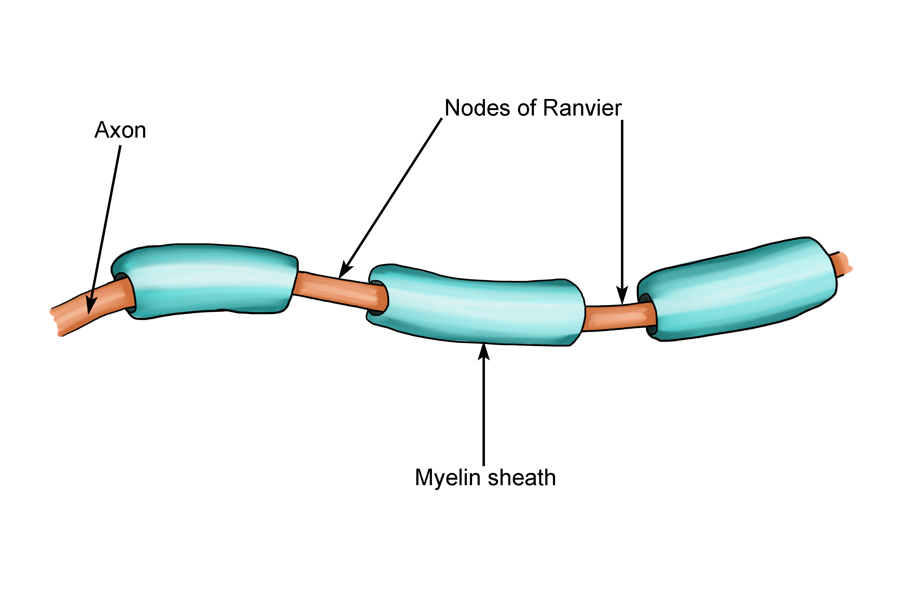 Diagram showing the consecutive gaps of Ranvier and the myelin sheath